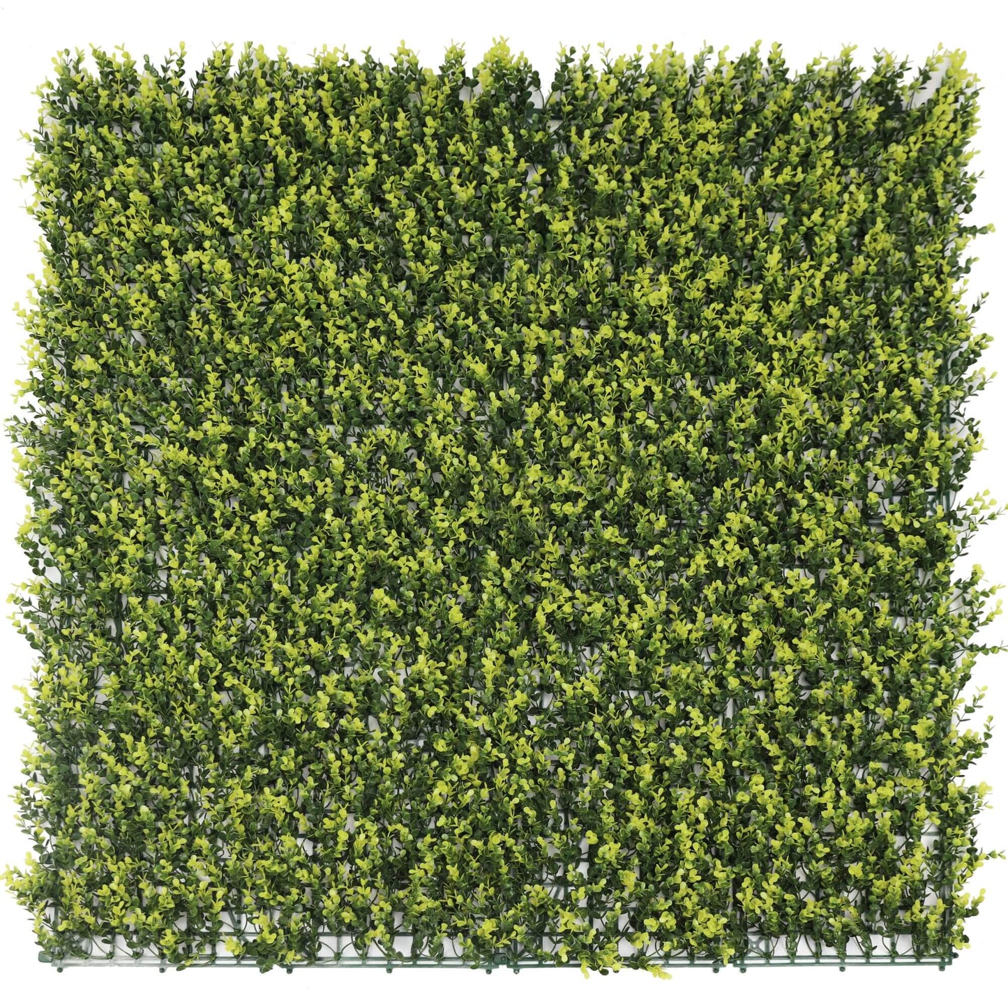 Yellow English Artificial Boxwood Wall 40" x 40" 11SQ FT UV Resistant - American Smart